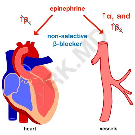 Epinephrine And Beta Blockers Rkmd