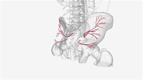 Premium Photo | The inferior gluteal artery is a terminal branch of the ...