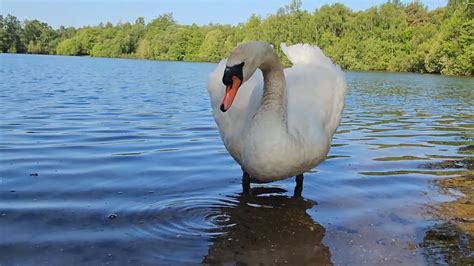 Mute Swan Cob Felix Feeding On Seeds On His Home Lake While