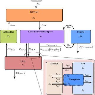 Schematic Of The Developed Semimechanistic Physiologicallybased