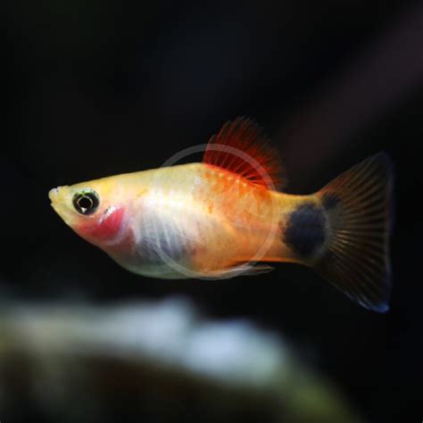 PLATY MICKEY MOUSE Xiphophorus Maculatus Aquatics Unlimited