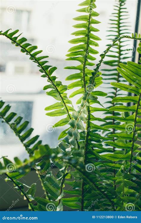 Boston Fern Houseplant Closeup Stock Photo - Image of decorative ...