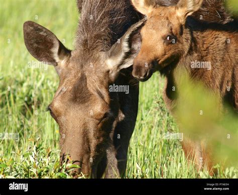 baby moose and mother Stock Photo - Alamy