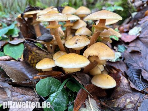 Honiggelber Hallimasch Honigpilz Armillaria Mellea Verwechslung