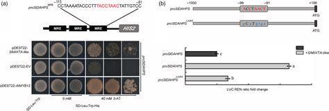 Trichome Regulator SlMIXTAlike Directly Manipulates Primary Metabolism