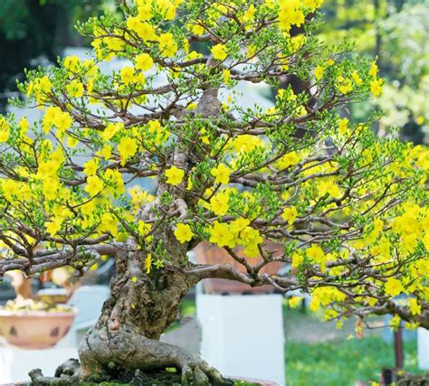 The Bonsai Beginner's Guide: Unlocking the Secrets to Nurturing Tiny ...