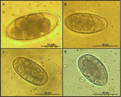 Gastrointestinal Nematode Egg Types Others Than Trichurids Recovered Download Scientific