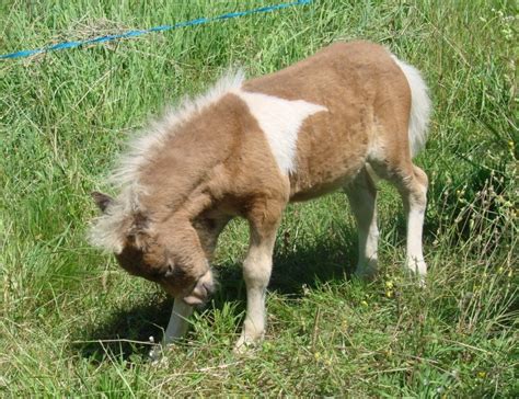 A Vendre Poulain Pie Bai Silver Pp Cheval Miniature VENDU