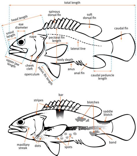 Basic Fish Anatomy