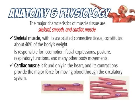 Musculoskeletal System Anatomy And Assessment