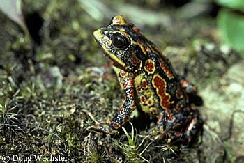 Golden Toad Facts and Pictures