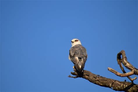 Black Winged Kites Elanus Caeruleus Information Earth Life