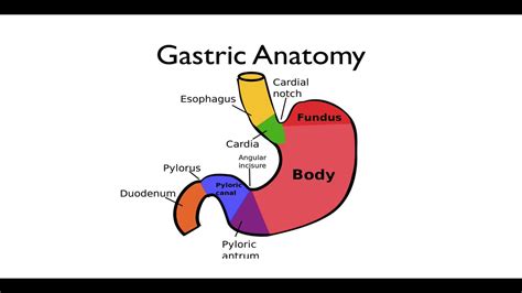 Gastric Anatomy