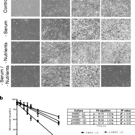 Glucose As A Limiting Nutrient In Msc Cultures Immortalized Human