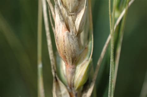 The Latest Buzz On Fusarium In Cereal Crops Grainews