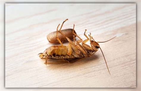 What Happens if You Kill a Pregnant Cockroach? Facts Revealed | PestWeek