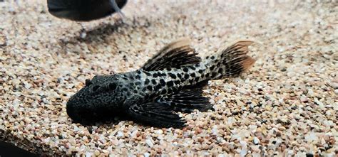 Pseudacanthicus Sp L273 Titanicus Pleco