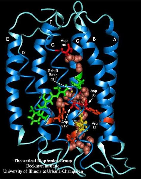 Model Organism: Halobacteria -Welcome!