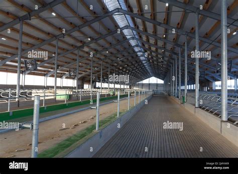 Construction of a large barn on the farm. Modern barn for dairy cows ...