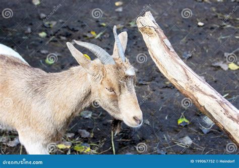 The West African Dwarf Goat Is A Traditional Breed Of West And Central