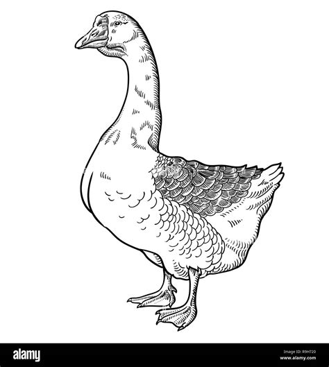 White Goose Goose Hand Drawn Vector Illustration Sketch Goose