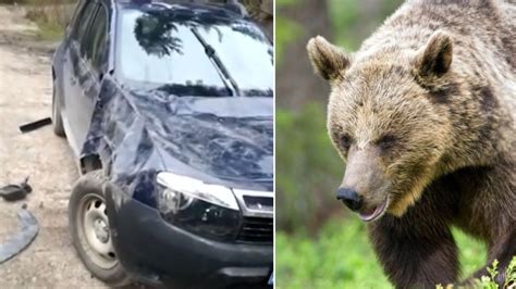 Duster Avariat De Un Urs N Apropiere De Cabana M L Ie Ti Din Bucegi