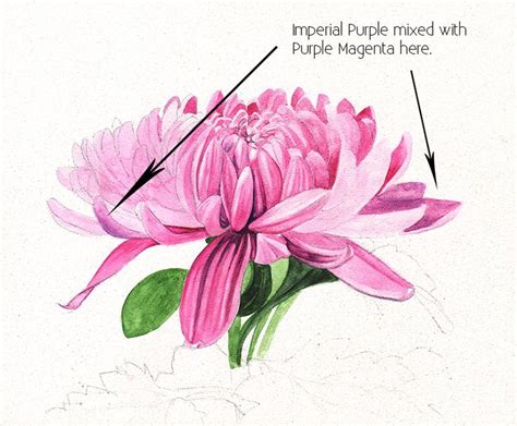 How To Paint Chrysanthemums In Watercolour Louise De Masi Watercolour