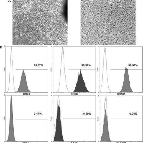 Morphology And Surface Antigens Of Human Ucmscs A Morphology Pictures