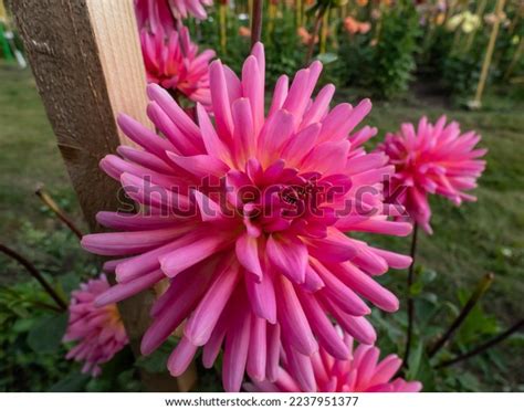 Cactus Dahlia Tutti Frutti Blooming Showy Stock Photo 2237951377