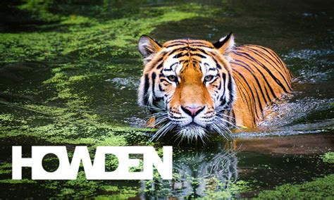 Howden Tiger to Rebrand as Howden Re | Insurtech Insights