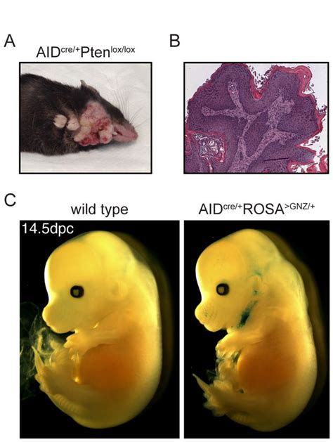 Papillomas In Aid Cre Pten Loxlox Macroscopic A And Histologic Download Scientific