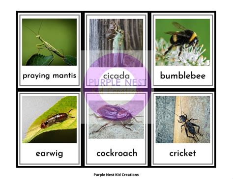 Insects Flash Cards Bugs Insects Montessori Nomenclature Etsy