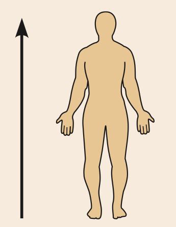 Chapter The Human Body An Orientation Flashcards Quizlet