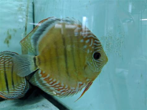 Proven Wild Royal Cuipeua Breeding Pair Discus