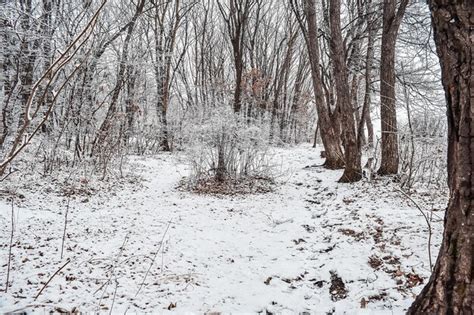 O Parque Coberto Por Uma Fina Camada De Neve No Inverno O Parque