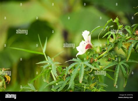 blossomed flower   kenaf plant hibiscus cannabinus stock photo alamy