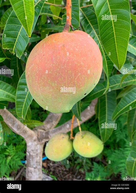 Hojas De Mango Fotograf As E Im Genes De Alta Resoluci N Alamy