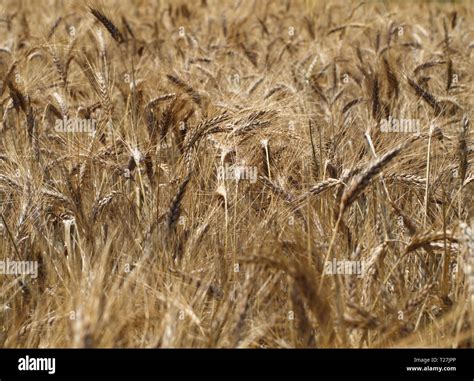 Wheat Field Golden Color Dry Wheat Ears Spike Ripened Wheat Field