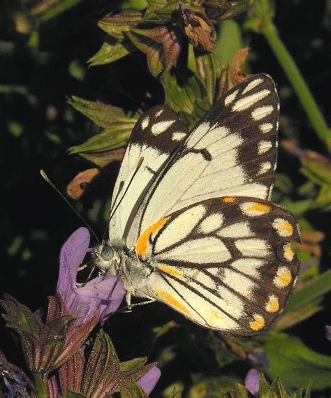 Caper White Butterfly - The Australian Museum