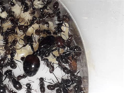 My Queen Messor Barbarus With His Babies Do You Think She Is Cute R