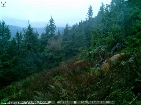 Maskot - poľovnícka fotografia, fotka, poľovnícke foto #383208 ...