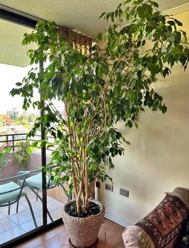 Ficus Benjamina Xl 15 M Planta Interior Ornamental