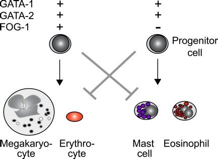 Model Of Combinatorial Control Of Erythrocyte Megakaryocyte Versus Mast