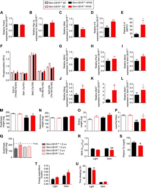 Skeletal Muscle Cb R Ablation Impacts Myokine Expression And Induces