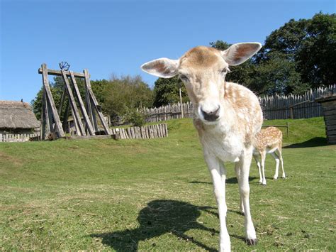 Meet & Feed the Animals at Mountfitchet Castle – Mountfitchet Castle