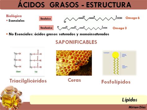 Clasificación De Los Lípidos Conjunto De Diapositivas