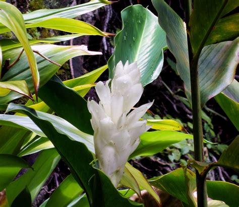 Alpinia Purpurata Madikeri White Ginger – Aloha Tropicals