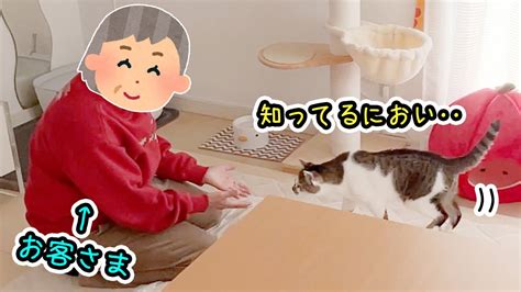 知らない人が来ると愛想を振りまく兄猫と逃げちゃう弟猫が両極端で可愛すぎた Youtube