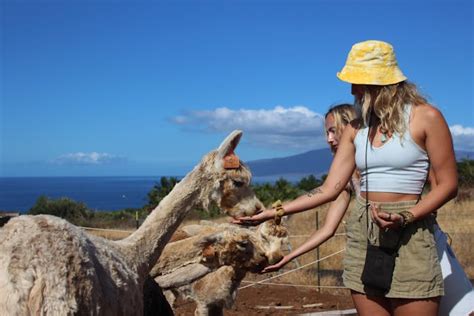 The Alpaca Picnic Tour | Maui Dragon Fruit Farm