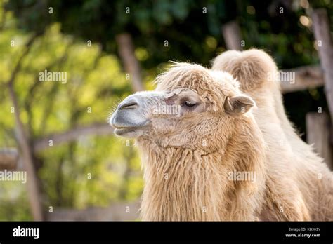 Camelus ferus Fotos und Bildmaterial in hoher Auflösung Alamy